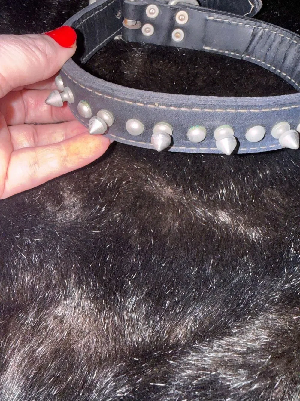 Dog Collar Leather with Studs 1” x 20” for Large Dog or grunge emo fetish